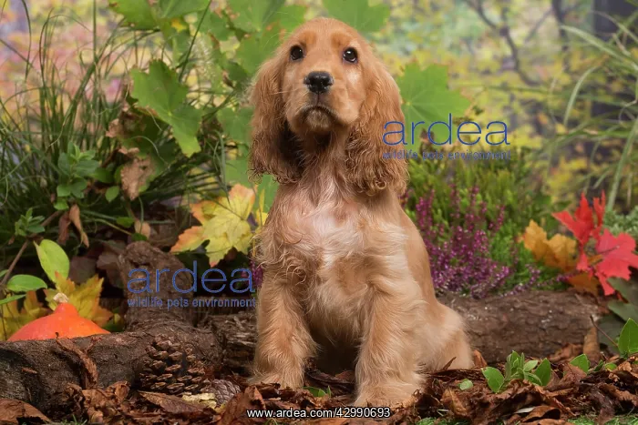 : Cocker Spaniel puppy outdoors in Autumn : Cocker Spaniel puppy outdoors in Autumn