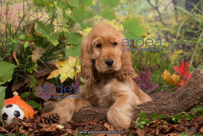 : Cocker Spaniel puppy outdoors in Autumn : Cocker Spaniel puppy outdoors in Autumn
