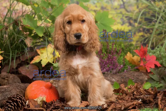 : Cocker Spaniel puppy outdoors in Autumn : Cocker Spaniel puppy outdoors in Autumn