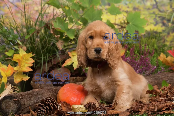 : Cocker Spaniel puppy outdoors in Autumn : Cocker Spaniel puppy outdoors in Autumn