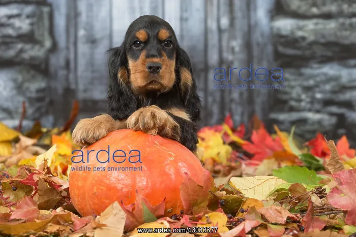 : Cocker Spaniel puppy outdoors in autumn : Cocker Spaniel puppy outdoors in autumn