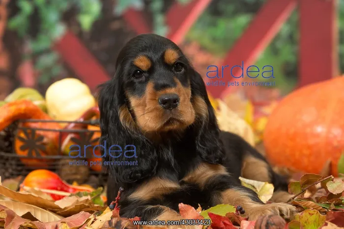 : Cocker Spaniel puppy outdoors in autumn : Cocker Spaniel puppy outdoors in autumn