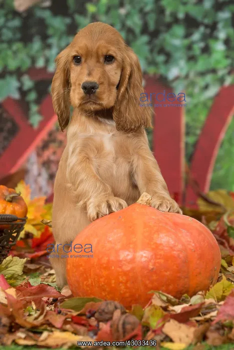 : Cocker Spaniel puppy outdoors in autumn : Cocker Spaniel puppy outdoors in autumn