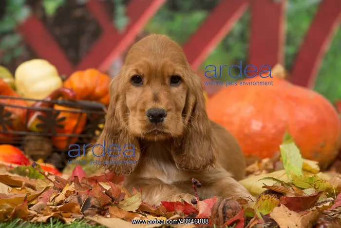 : Cocker Spaniel puppy outdoors in autumn : Cocker Spaniel puppy outdoors in autumn