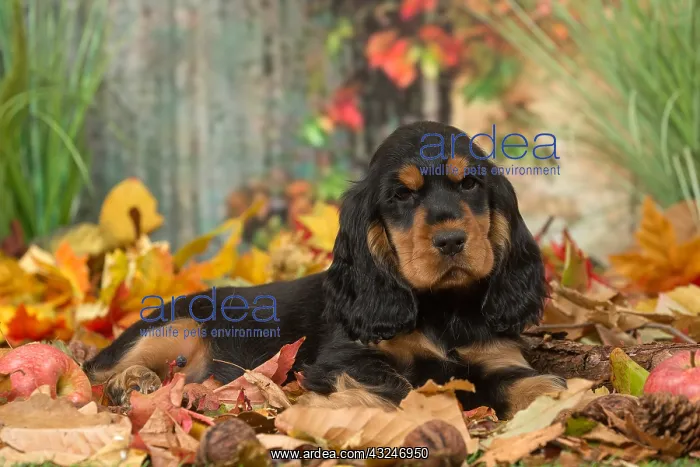  : Cocker Spaniel puppy outdoors in autumn