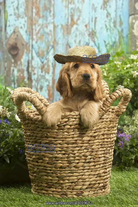 : Cocker Spaniel puppy outdoors in the garden wearing sun hat : Cocker Spaniel puppy outdoors in the garden wearing sun hat