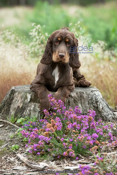 : Cocker spaniel sitting on tree stump : Cocker spaniel sitting on tree stump