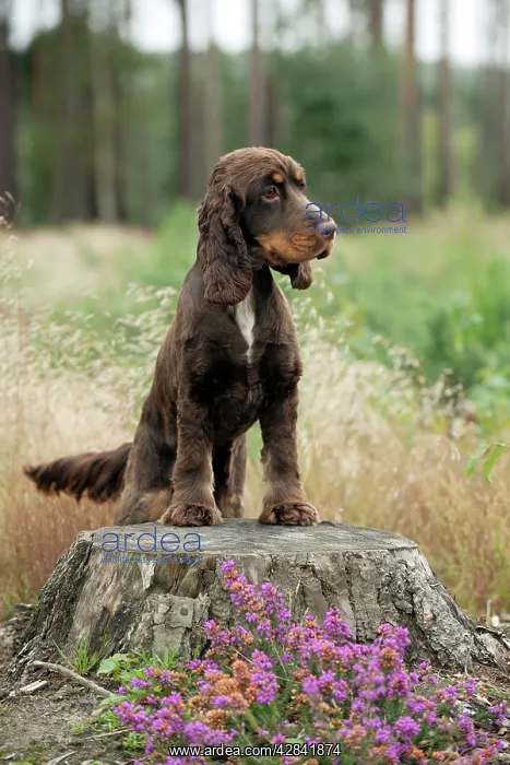 : Cocker spaniel standing on tree stump : Cocker spaniel standing on tree stump