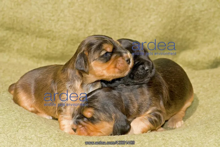 : Cocker Spaniels, dog breed, puppies : Cocker Spaniels, dog breed, puppies