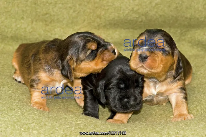 : Cocker Spaniels, dog breed, puppies : Cocker Spaniels, dog breed, puppies
