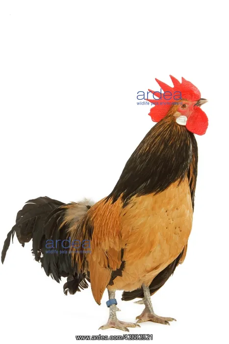 : Cockerel - breed - Bassette liegeoise - in studio : Cockerel - breed - Bassette liegeoise - in studio