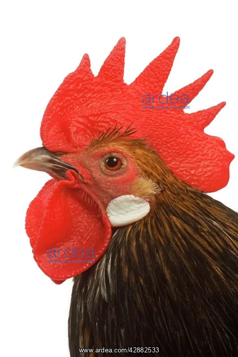  : Cockerel - breed - Bassette liegeoise - in studio
