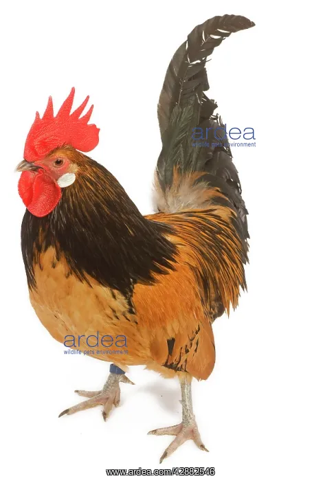 : Cockerel - breed - Bassette liegeoise - in studio : Cockerel - breed - Bassette liegeoise - in studio