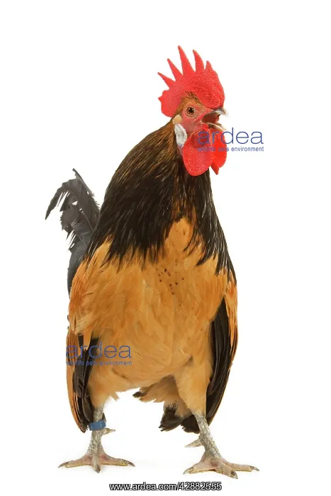 : Cockerel - breed - Bassette liegeoise - in studio : Cockerel - breed - Bassette liegeoise - in studio