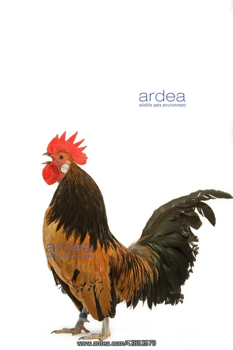 : Cockerel - breed - Bassette liegeoise - in studio : Cockerel - breed - Bassette liegeoise - in studio