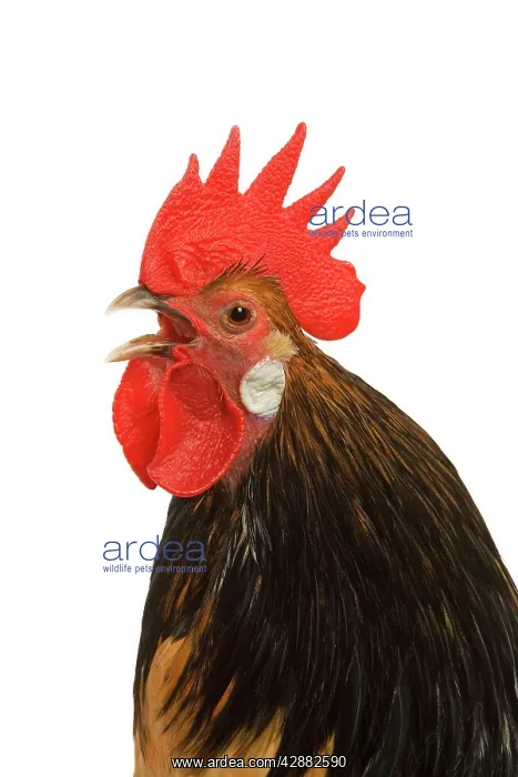 : Cockerel - breed - Bassette liegeoise - in studio : Cockerel - breed - Bassette liegeoise - in studio