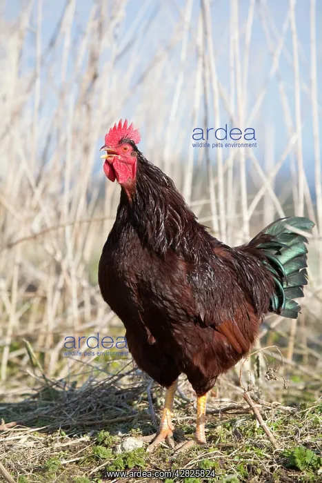  : Cockerel Crowing