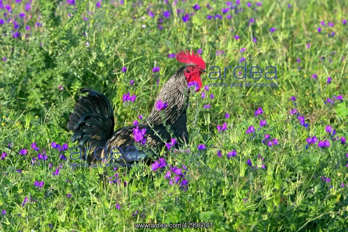 : Cockerel - free-range in field of flowers Alentejo : Cockerel - free-range in field of flowers Alentejo