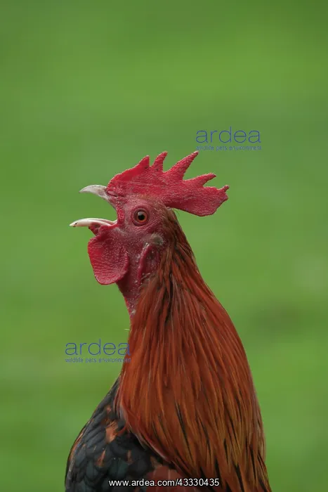 : Cockerel (Gallus gallus) calling, animal portrait : Cockerel (Gallus gallus) calling, animal portrait
