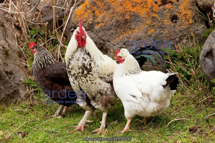 : Cockerel and hens in smallholding in Kazbegi village : Cockerel and hens in smallholding in Kazbegi village