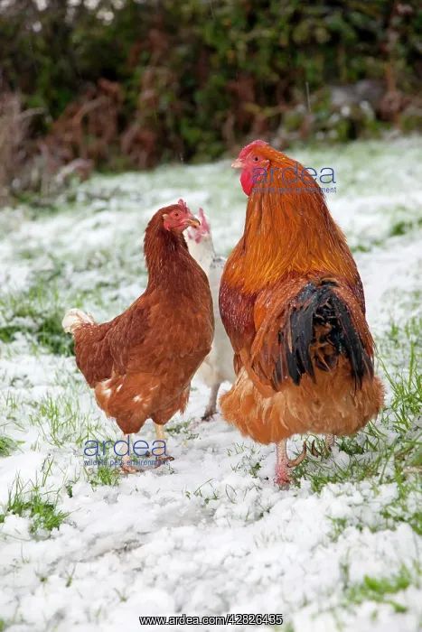 : Cockerel and hens - in the snow : Cockerel and hens - in the snow