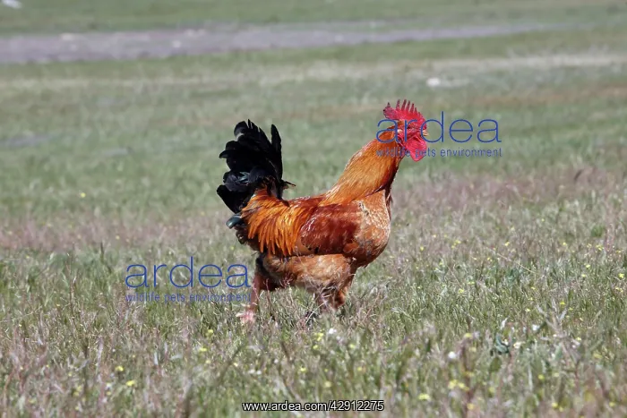 : Cockerel - running across meadow, free range : Cockerel - running across meadow, free range