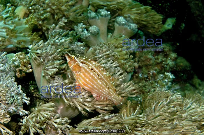 : Cockerel Wrasse - male - hides in soft corals and algae beds : Cockerel Wrasse - male - hides in soft corals and algae beds