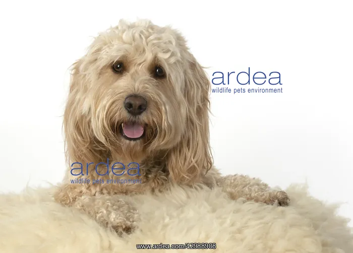 : Cockerpoo : Cockerpoo