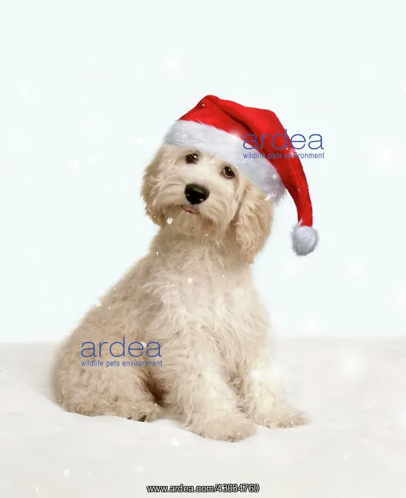 : Cockerpoo Dog : Cockerpoo Dog