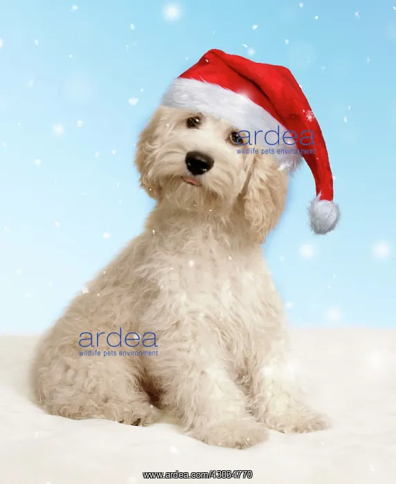 : Cockerpoo Dog : Cockerpoo Dog