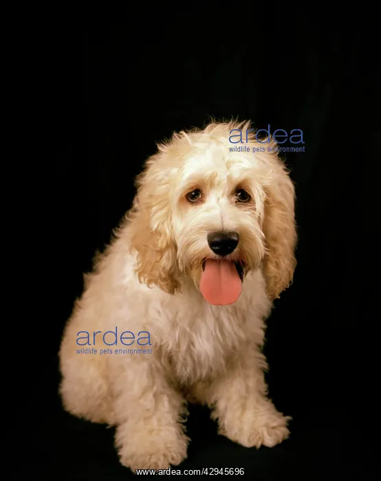 : Cockerpoo Dog - cross between a Cocker Spaniel & a Poodle : Cockerpoo Dog - cross between a Cocker Spaniel & a Poodle