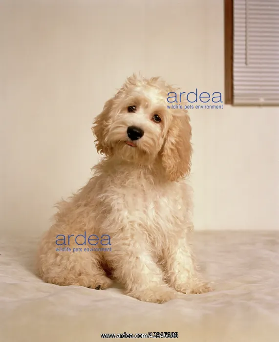 : Cockerpoo Dog - crossbreed between a Cocker Spaniel : Cockerpoo Dog - crossbreed between a Cocker Spaniel