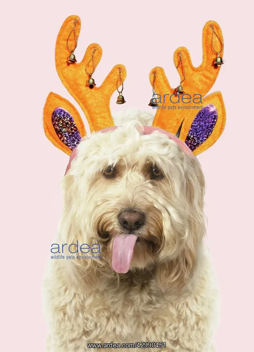 : Cockerpoo Dog, mouth open, showing tongue wearing : Cockerpoo Dog, mouth open, showing tongue wearing