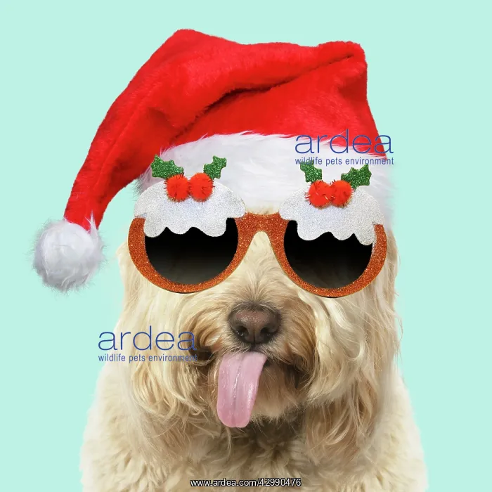 : Cockerpoo Dog, mouth open, showing tongue wearing : Cockerpoo Dog, mouth open, showing tongue wearing