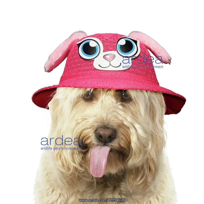 : Cockerpoo Dog, mouth open showing tongue and wearing hat : Cockerpoo Dog, mouth open showing tongue and wearing hat