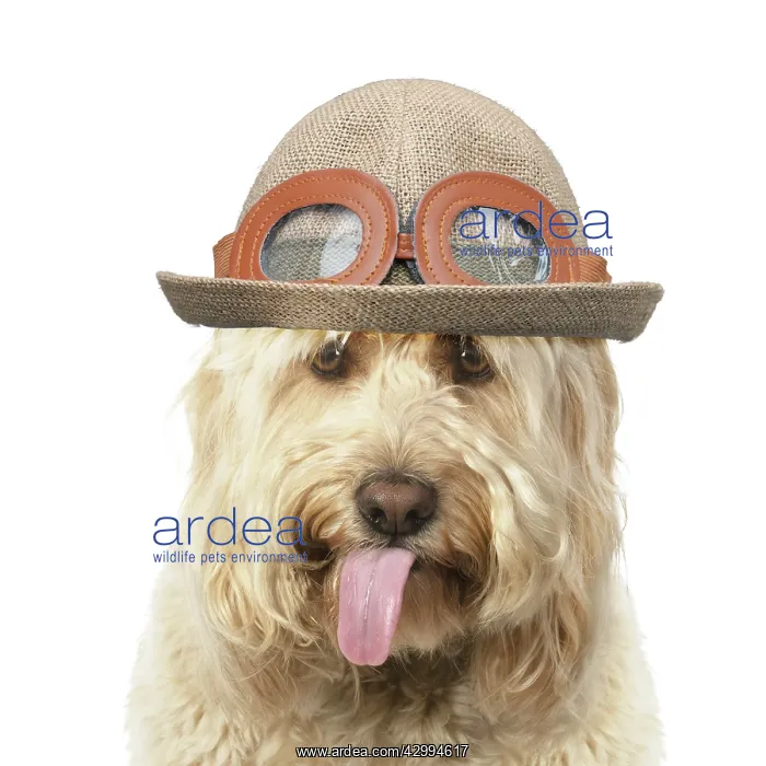 : Cockerpoo Dog, mouth open showing tongue and wearing hat : Cockerpoo Dog, mouth open showing tongue and wearing hat