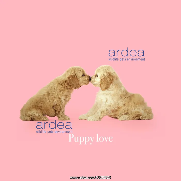 : Cockerpoo Dog, puppies kissing, puppy love, valentine