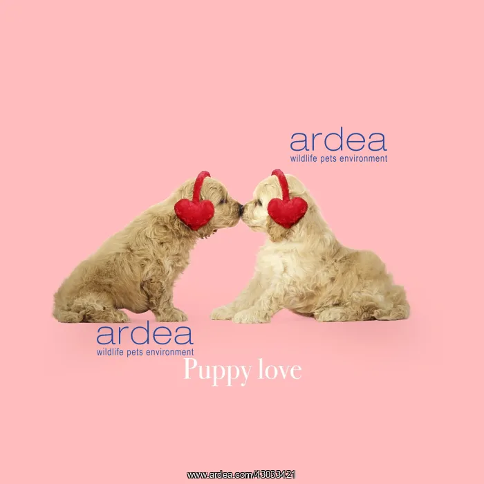 : Cockerpoo Dog, puppies kissing wearing heart shaped : Cockerpoo Dog, puppies kissing wearing heart shaped