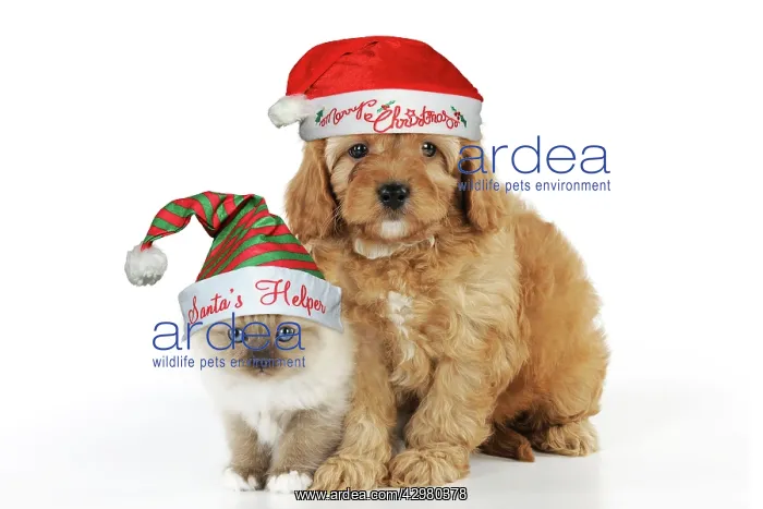 : Cockerpoo Dog, puppy (Poodle X Cocker Spaniel : Cockerpoo Dog, puppy (Poodle X Cocker Spaniel
