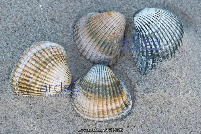 : Cockles (Cardiidae) in sandy beach, Wadden Sea National : Cockles (Cardiidae) in sandy beach, Wadden Sea National