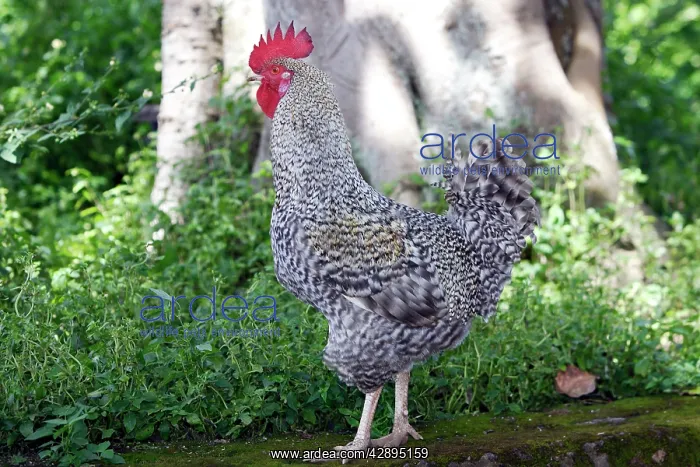  : Cockrel. Chimfushi, Zambia, Africa