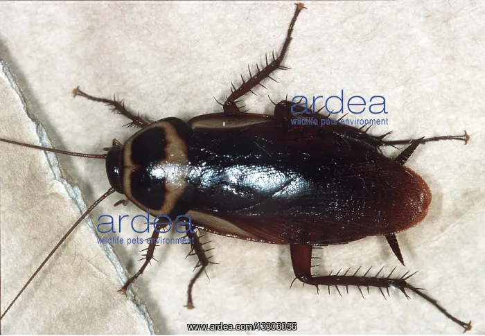 : COCKROACH : COCKROACH
