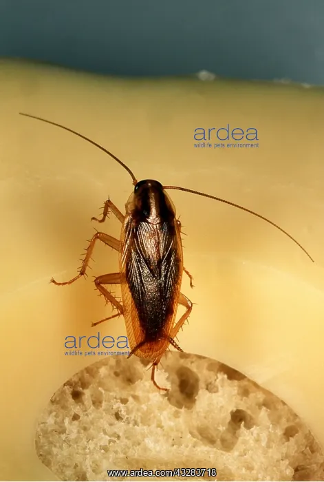  : COCKROACH - adult in cheese sandwich