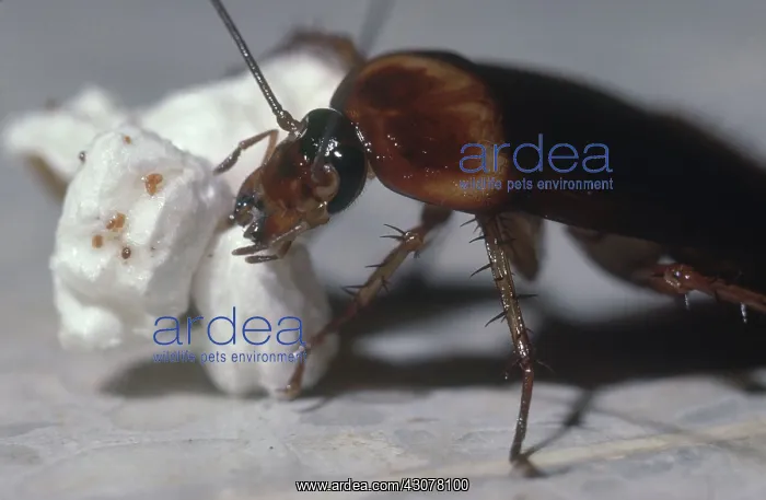 : Cockroach Eating Popcorn : Cockroach Eating Popcorn
