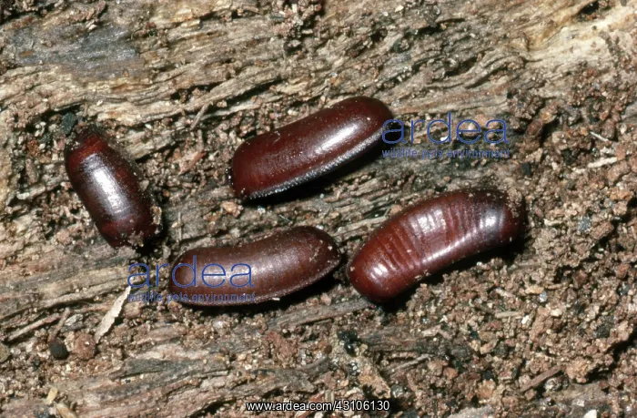 : Cockroach Egg Cases : Cockroach Egg Cases