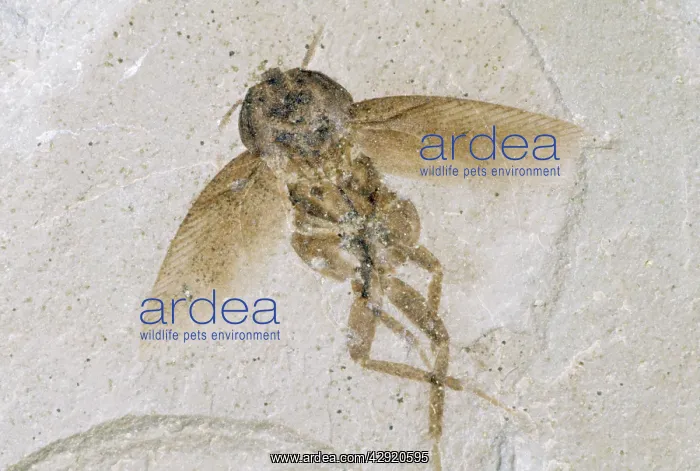 : Cockroach Fossil - Eocene 48 m.y.a : Cockroach Fossil - Eocene 48 m.y.a