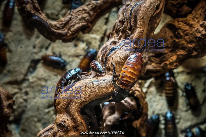  : Cockroach (Gromphadorrhina portentosa), captive