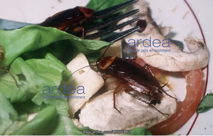 : COCKROACH - ON PLATE OF FOOD : COCKROACH - ON PLATE OF FOOD