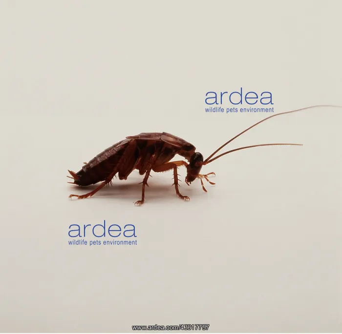 : COCKROACH - SIDEVIEW : COCKROACH - SIDEVIEW