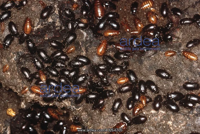 : Cockroaches with beetles in bat cave : Cockroaches with beetles in bat cave